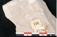 Foto (Detailansicht) von Dictyopteris brongniarti Gutb. (NHMW-GEO-2024-0188-10770)